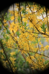 Forsythia