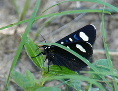 Alypiodes flavilinguis