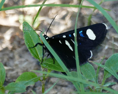 Alypiodes flavilinguis
