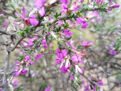 Muraltia macropetala