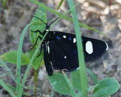 Alypiodes flavilinguis