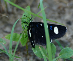 Alypiodes flavilinguis