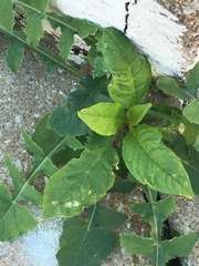 Pokeweed mosaic virus
