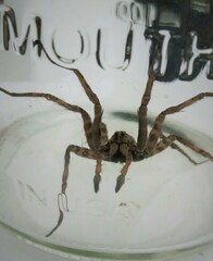 Tigrosa georgicola