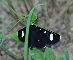 Alypiodes flavilinguis