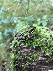 Pelophylax