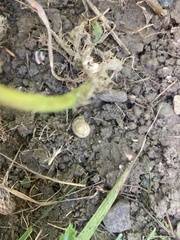 Oxychilus draparnaudi