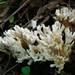 Jellied False Coral Fungus - Photo (c) Catherine Rankovic, some rights reserved (CC BY-NC-ND)