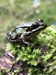Pelophylax