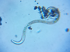 Nematoda