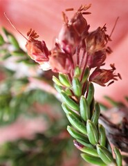 Erica petraea