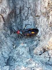 Graptocleptes bicolor