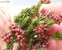 Erica petraea