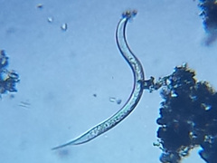 Nematoda