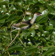 Irediparra gallinacea