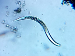 Nematoda