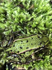 Pelophylax