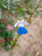 Nemesia barbata