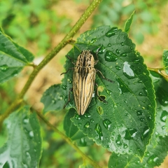 Chalcophora japonica chinensis