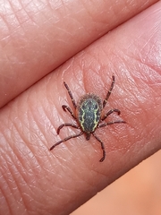 Amblyomma