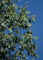 Eucalyptus platyphylla × tereticornis