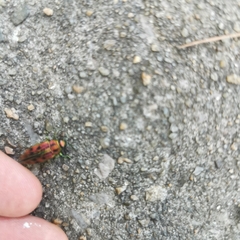 Lamprodila cupreosplendens