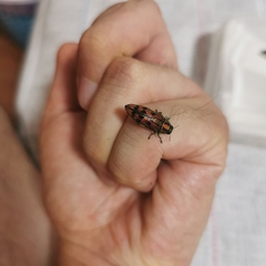 Lamprodila cupreosplendens