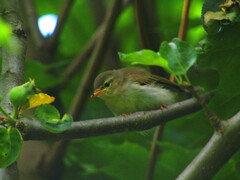 Phylloscopus collybita