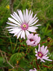 Lampranthus