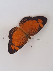 Tegosa