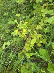 Bupleurum falcatum