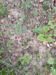 Oxalis heterophylla