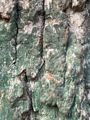 Lecanora thysanophora