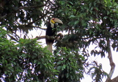 Rhyticeros undulatus