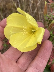 Oenothera glazioviana