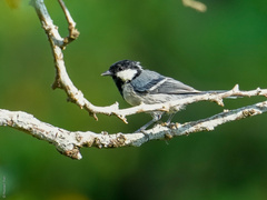 Parus minor commixtus