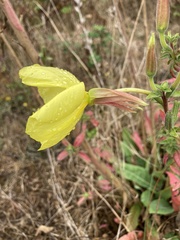 Oenothera glazioviana
