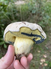 Caloboletus radicans