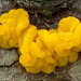 Dacrymyces chrysospermus - Photo (c) Amadej Trnkoczy,  זכויות יוצרים חלקיות (CC BY-NC-SA)