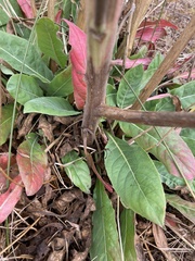 Oenothera glazioviana