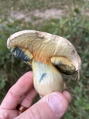 Caloboletus radicans