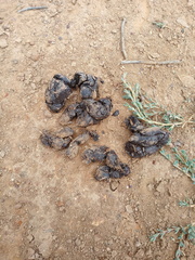 Hystrix africaeaustralis