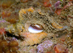 Pteropurpura macroptera