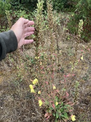Oenothera glazioviana