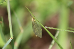 Brachynemurus