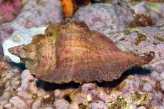 Pteropurpura macroptera