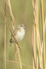 Cisticola aridulus