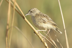Cisticola aridulus