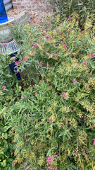 Centranthus ruber