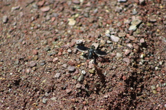 Tachinidae